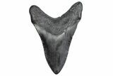 Fossil Megalodon Tooth - South Carolina #380131-2